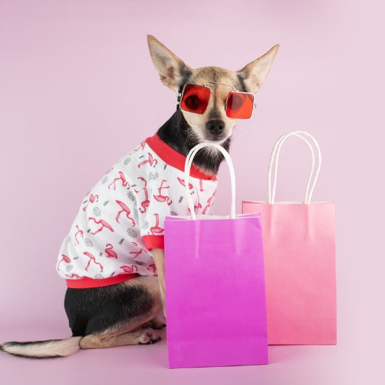 Image of a cute dog wearing a sweater and sunglasses against a pink background, with shopping bags in front of him. Discover All Your Pet’s Essentials — Beds, Collars, Harnesses & More