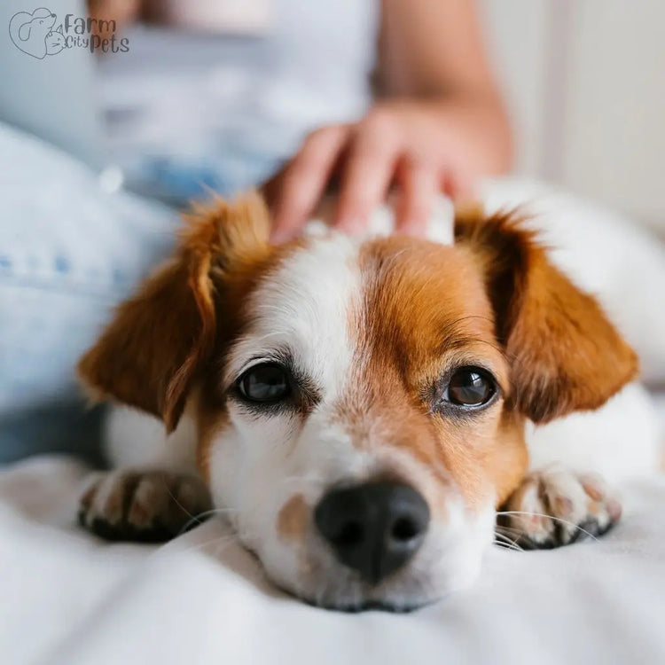 Dog Gear & Essentials - Farm City Pets