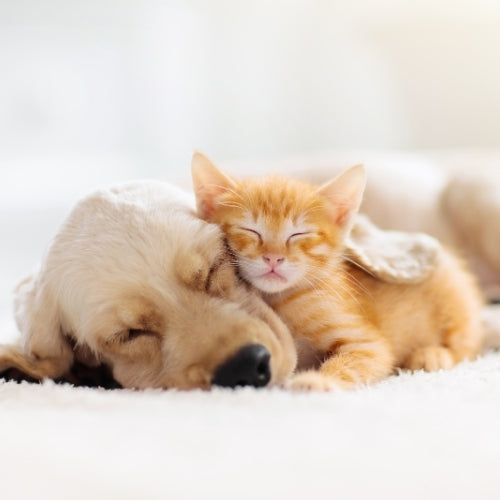 Farm City Pets