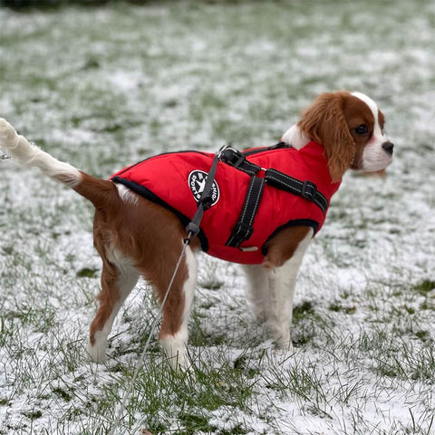 Small dog in red dog coat standing in snow – warm fleece-lined winter jacket