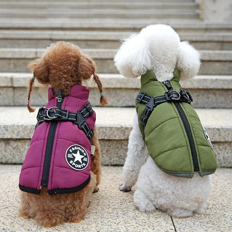 Small dogs in purple and green jackets showing back view – stylish winter dog outerwear