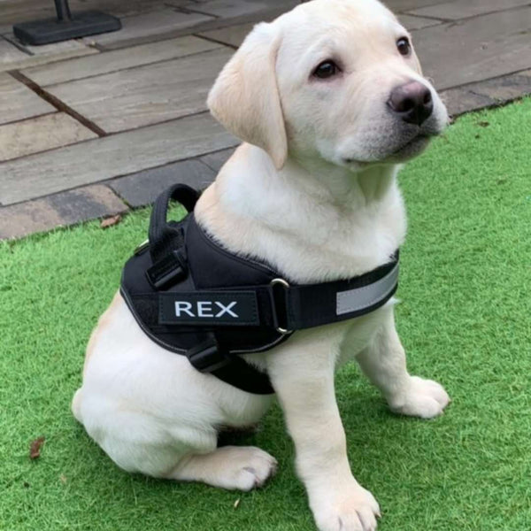 White puppy in a custom no-pull harness standing outdoors