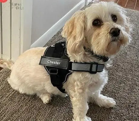 Custom No Pull Reflective Dog Harness - Add Your Pet's Name Farm City Pets