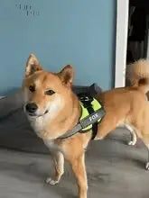 Custom No Pull Reflective Dog Harness - Add Your Pet's Name Farm City Pets