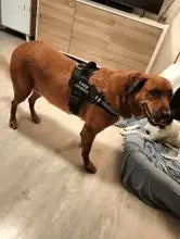 Custom No Pull Reflective Dog Harness - Add Your Pet's Name Farm City Pets