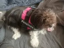 Custom No Pull Reflective Dog Harness - Add Your Pet's Name Farm City Pets