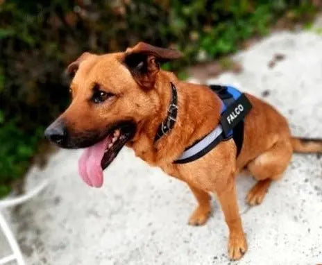 Custom No Pull Reflective Dog Harness - Add Your Pet's Name Farm City Pets