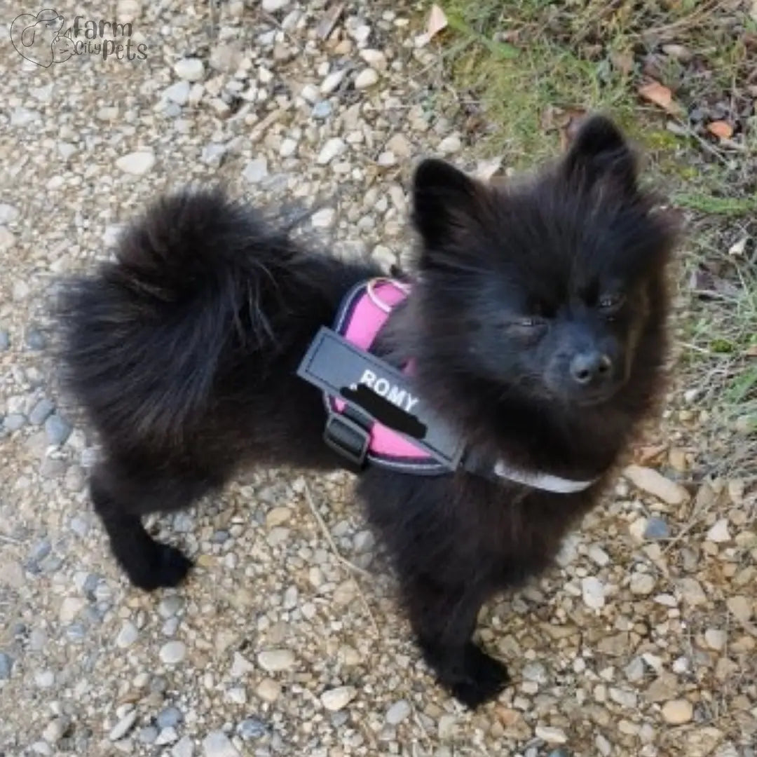 Custom No Pull Reflective Dog Harness - Add Your Pet's Name Farm City Pets