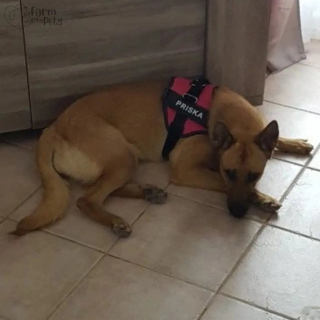 Custom No Pull Reflective Dog Harness - Add Your Pet's Name Farm City Pets