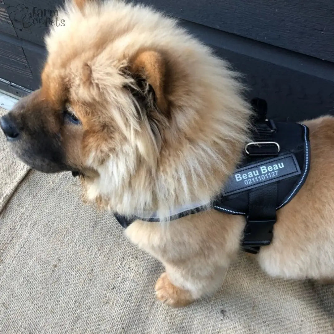 Custom No Pull Reflective Dog Harness - Add Your Pet's Name Farm City Pets