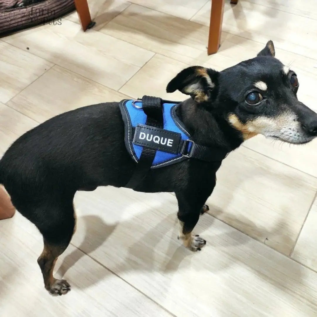 Custom No Pull Reflective Dog Harness - Add Your Pet's Name Farm City Pets