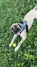 Custom No Pull Reflective Dog Harness - Add Your Pet's Name Farm City Pets