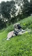 Custom No Pull Reflective Dog Harness - Add Your Pet's Name Farm City Pets