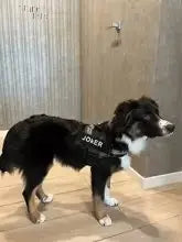 Custom No Pull Reflective Dog Harness - Add Your Pet's Name Farm City Pets