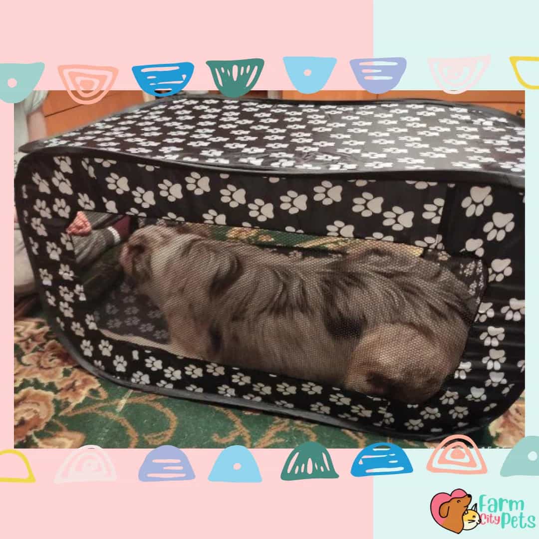 A dog in Foldable Soft Pet Crate