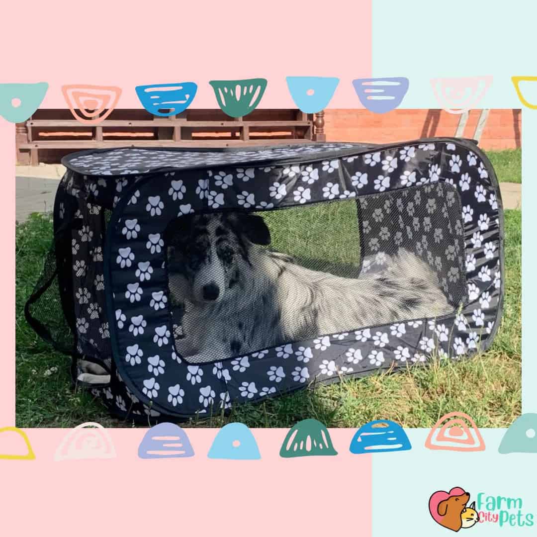 A Dog in Foldable Soft Pet Crate