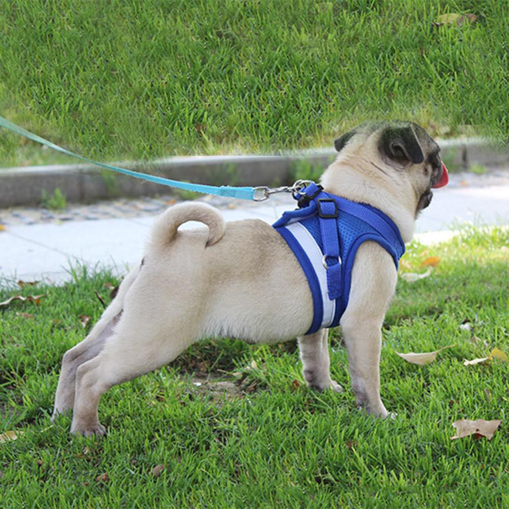Reflective Cat Safety Harness + Leash Set Farm City Pets