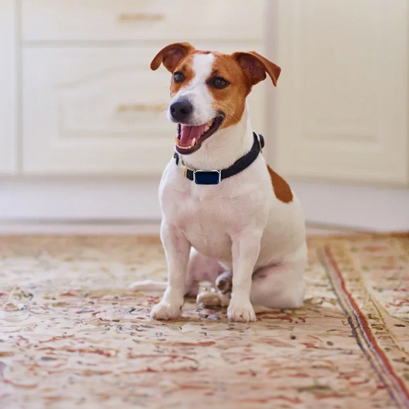 RoamSafe Outback Tracker GPS Pet Collar dog indoor