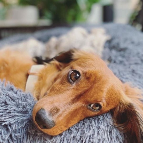 Dog resting comfortably on fluffy pet bed