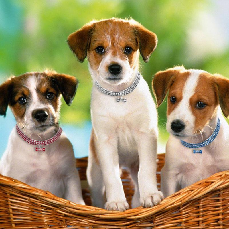 Glamorous Glitter Stretch Collar - basket of puppies wearing collar