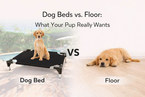 Dog Beds vs. Floor What Your Pup Really Wants