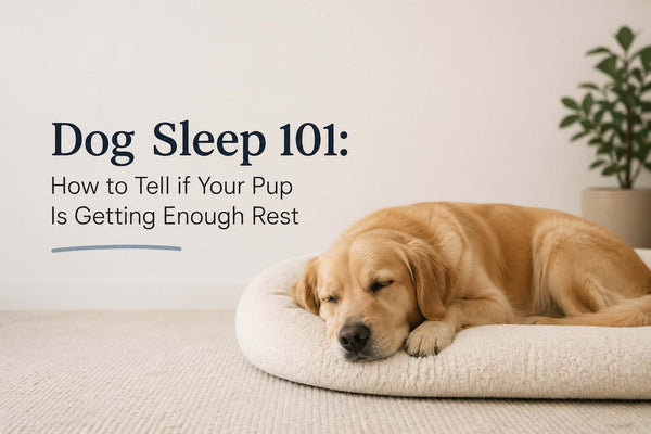 Dog Sleep 101: How to Tell if Your Pup Is Getting Enough Rest