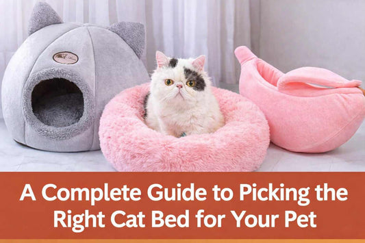 How to Choose the Right Pet Bed