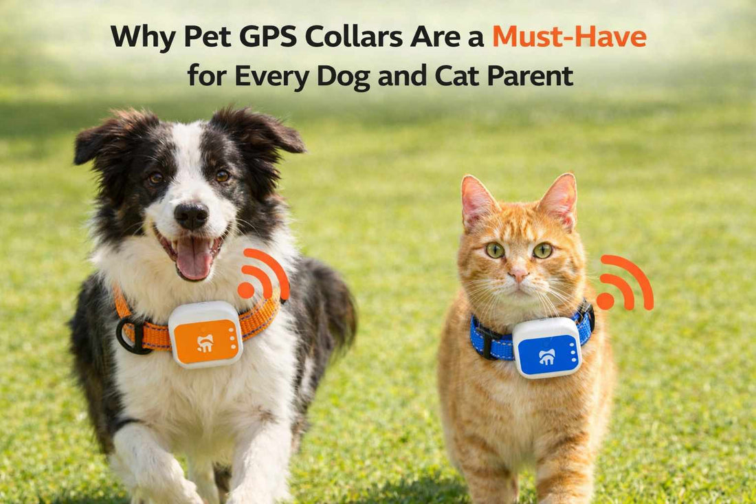 Importance of Pet GPS Collars
