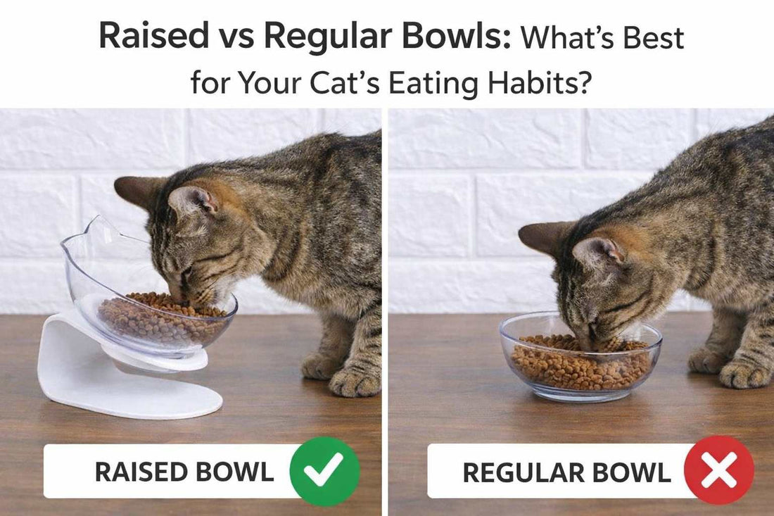 raised vs regular cat food bowls