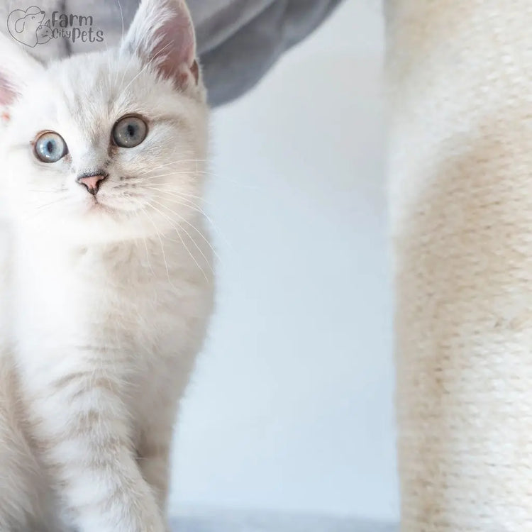 Image of white cat sitting on cat tree with scratching post. This is the main image of Farm City Pets' Cat Essentials collection, including LED collars, beds, harnesses, nail caps & more 