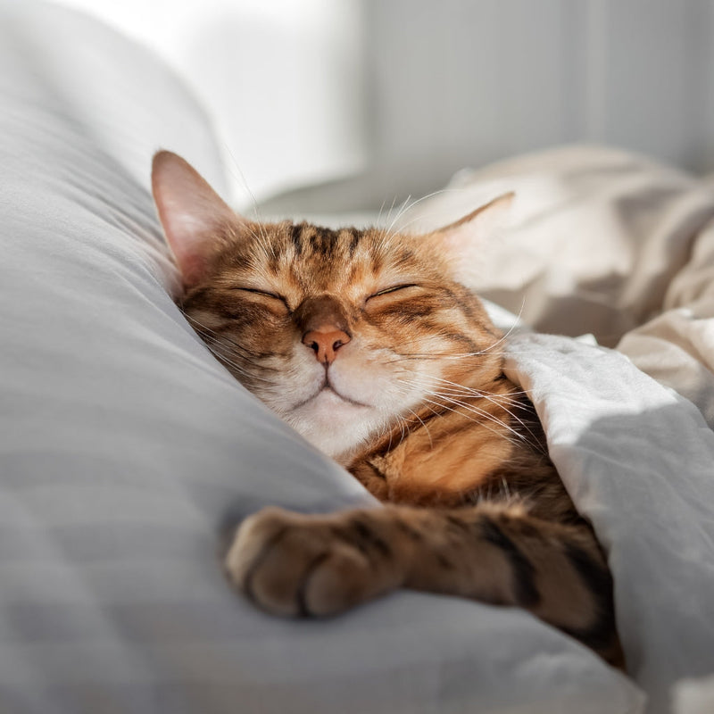 A tabby cat sleeping in a bed with head on the pillow and soft morning light spilling in, the blankets are pulled up