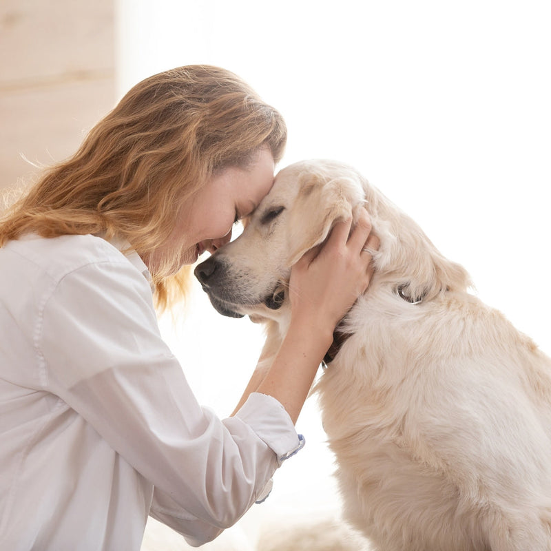 Woman and golden retriever with their heads together