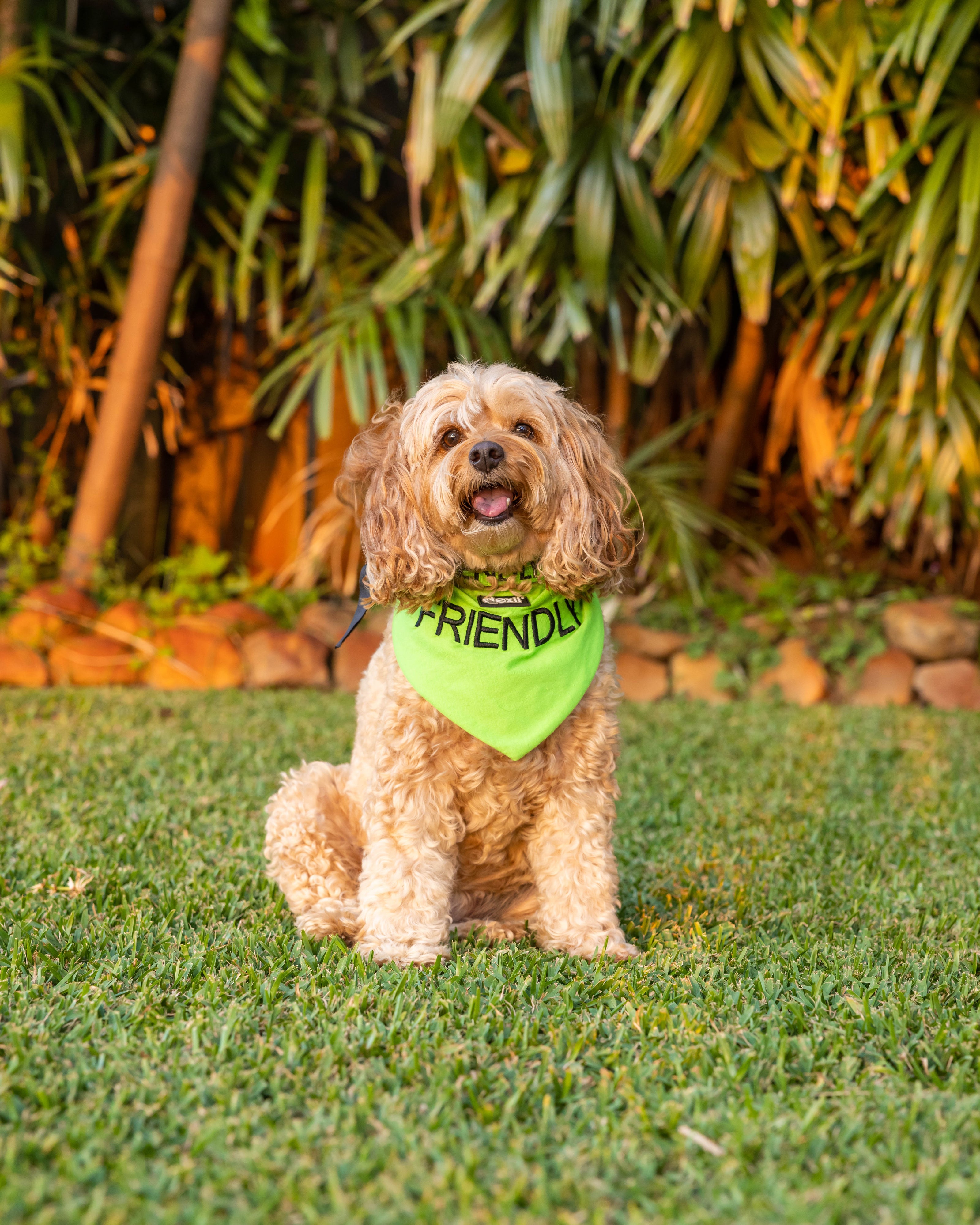 Friendly Dog Bandana Farm City Pets