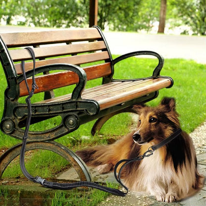 Collie safely tethered to a park bench using the 6-in-1 Multi-Use Hands-Free Dog Leash during an outdoor break