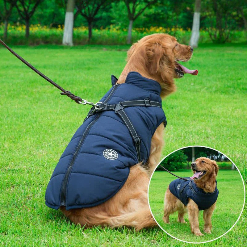 Large dog wearing blue harness jacket in grass – warm waterproof dog coat for winter