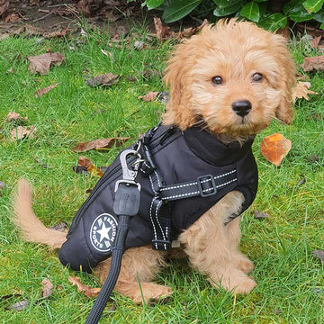 Small dog in black waterproof winter jacket – built-in harness and zip