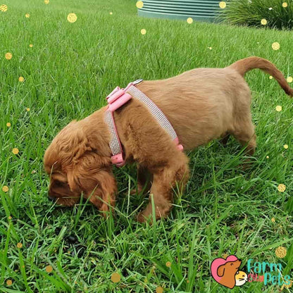 Blingy Bow Harness for Dog