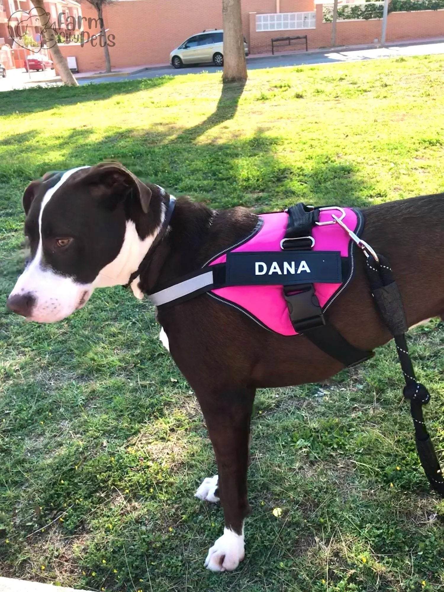 Custom No Pull Reflective Dog Harness - Add Your Pet's Name Farm City Pets