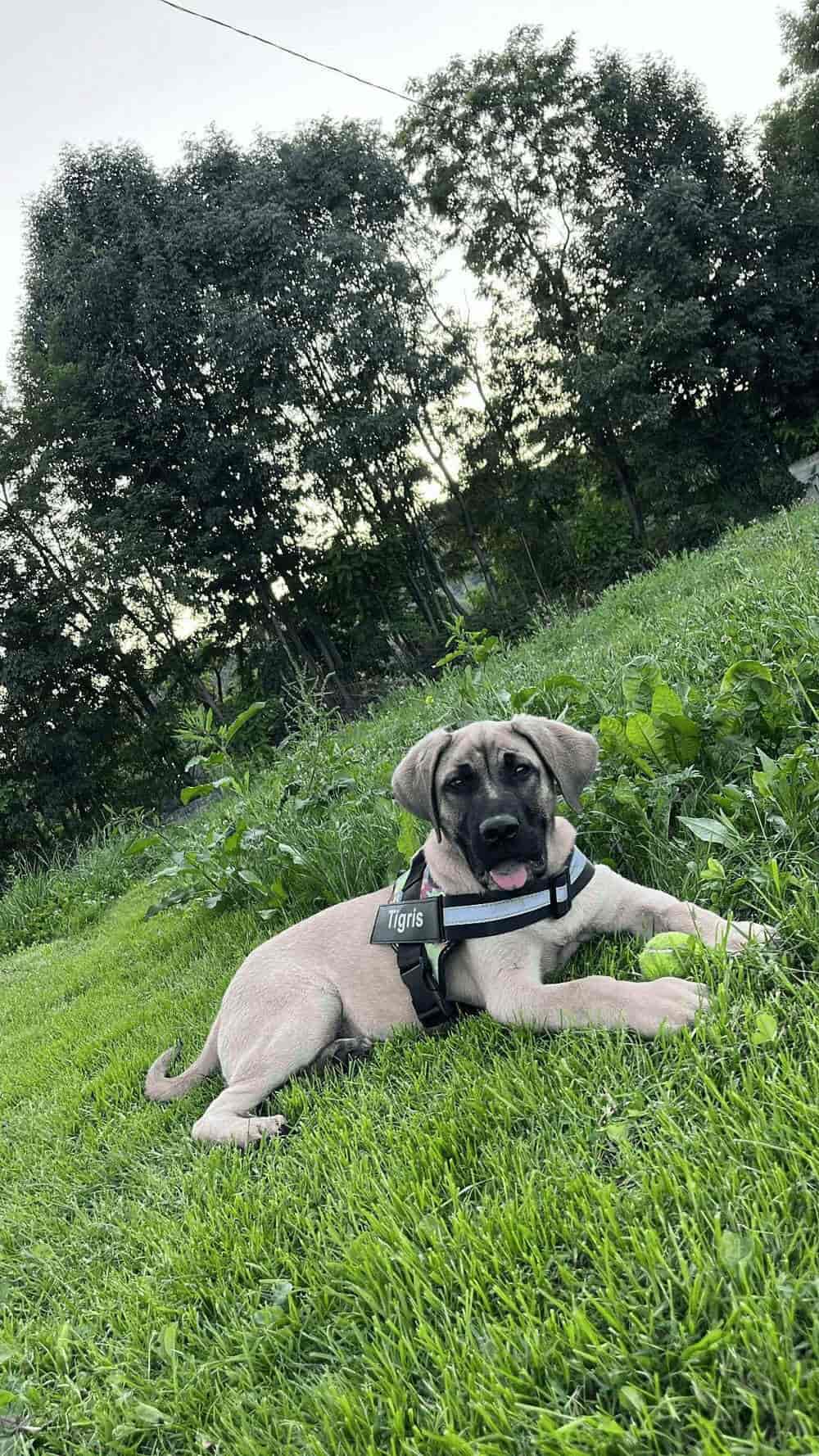 Buy Custom No Pull Reflective Harness