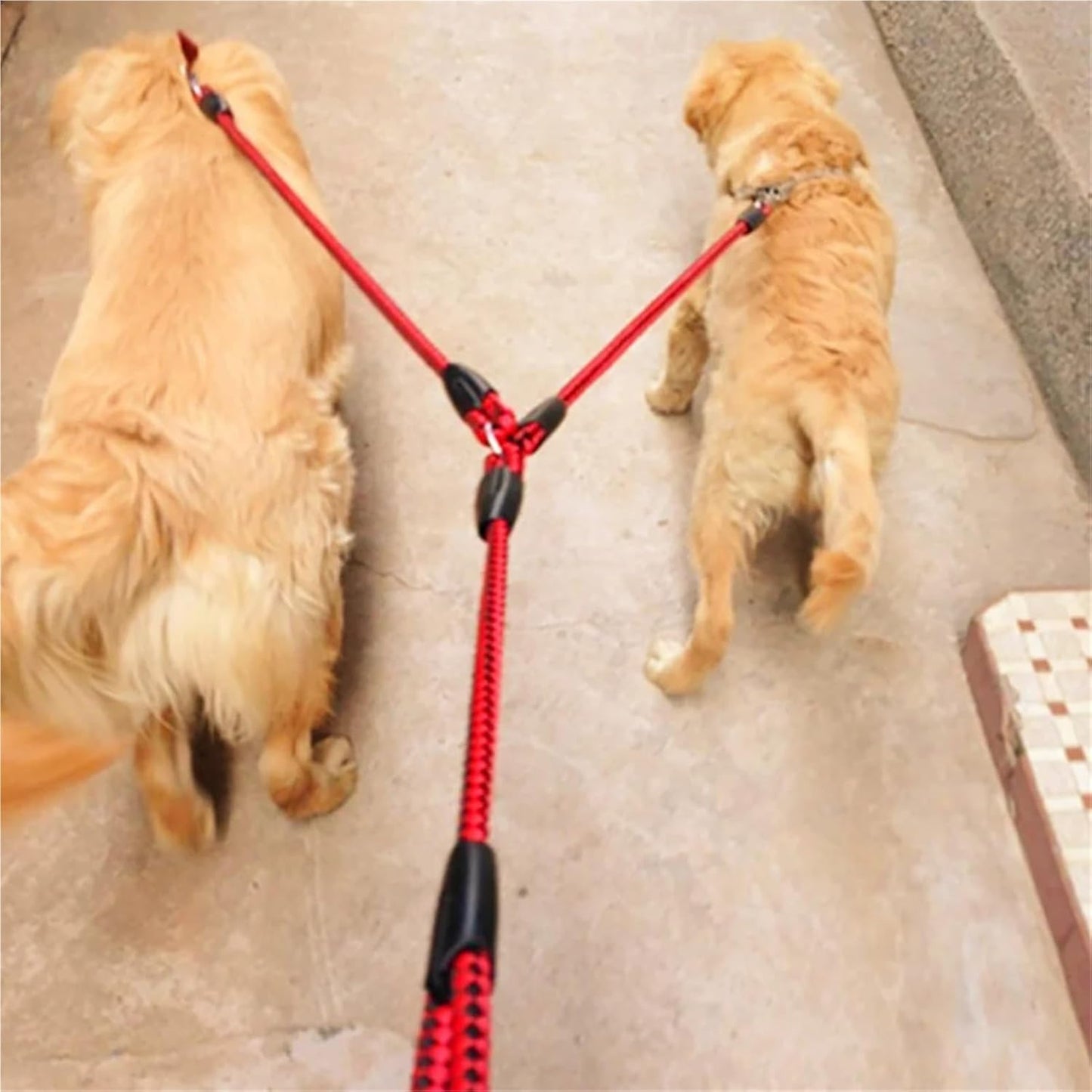 Two dogs on a red and black leash on a concrete floor.