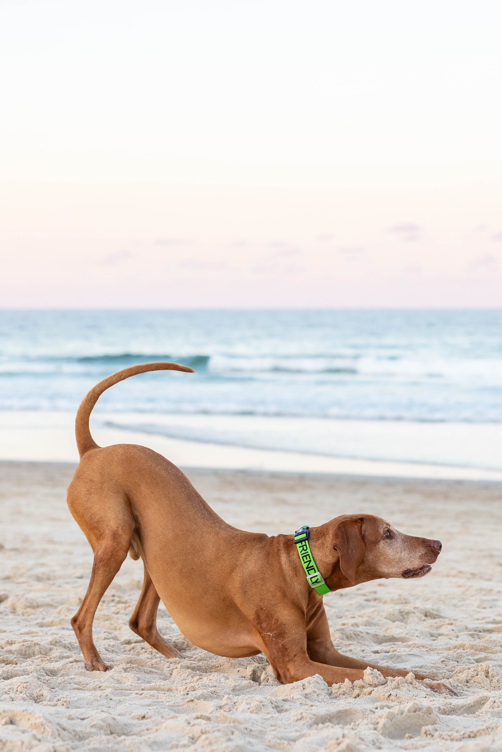 Friendly Clip Collar L/XL Farm City Pets
