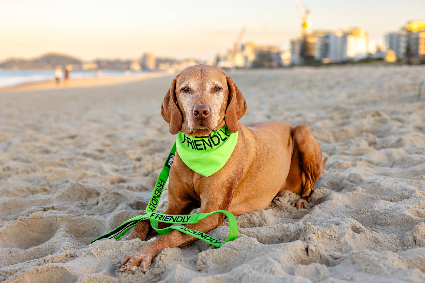 Friendly Dog Bandana Farm City Pets