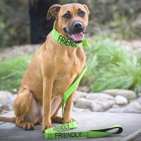 Friendly Dog Leash for Big Pups Farm City Pets