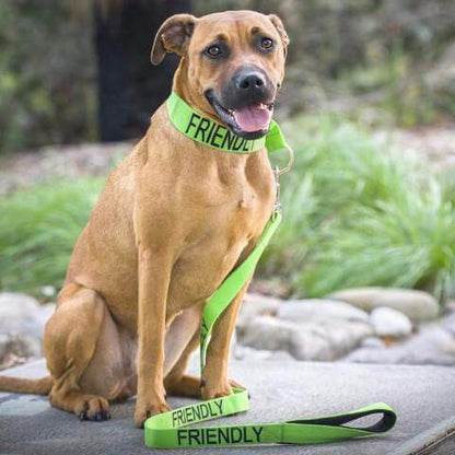 Friendly Dog Leash for Big Pups Farm City Pets