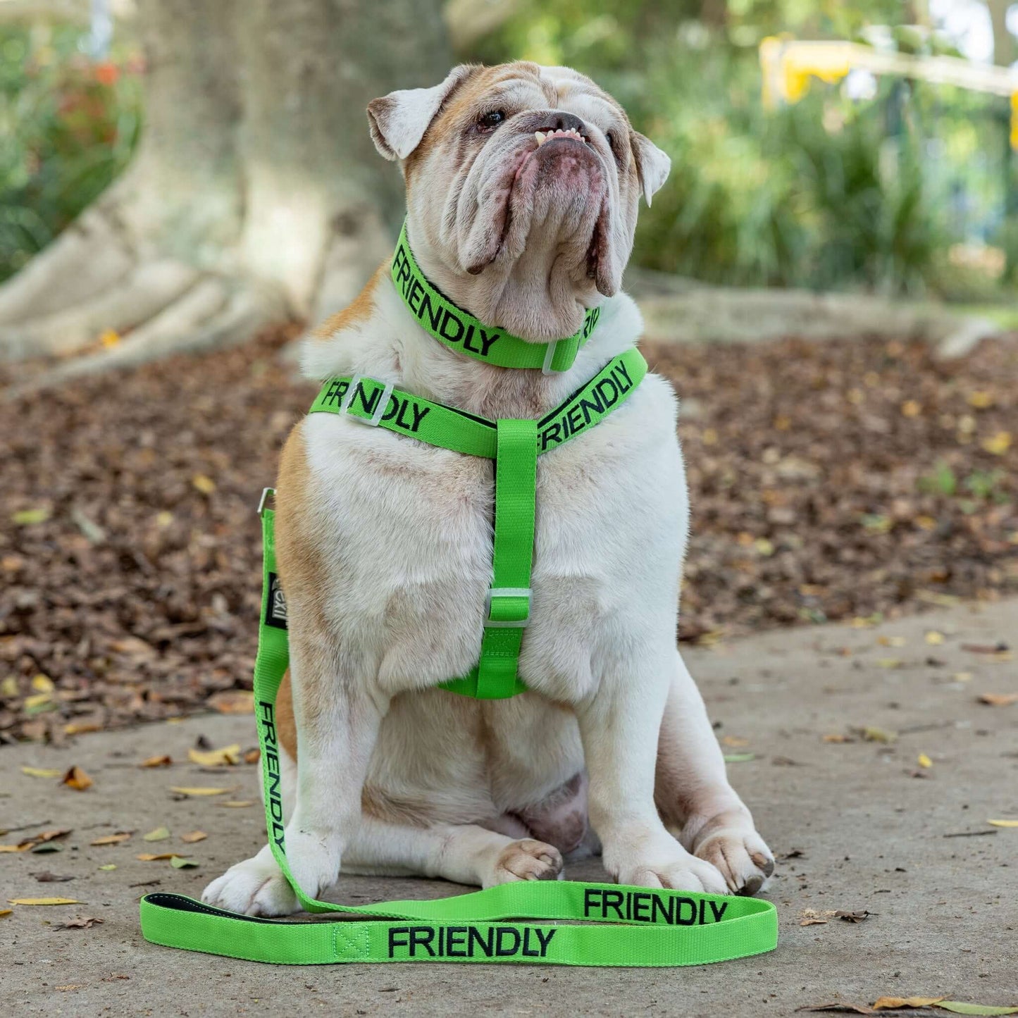 Friendly Dog Leash for Big Pups Farm City Pets