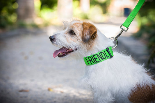 Friendly Clip Collar L/XL Farm City Pets