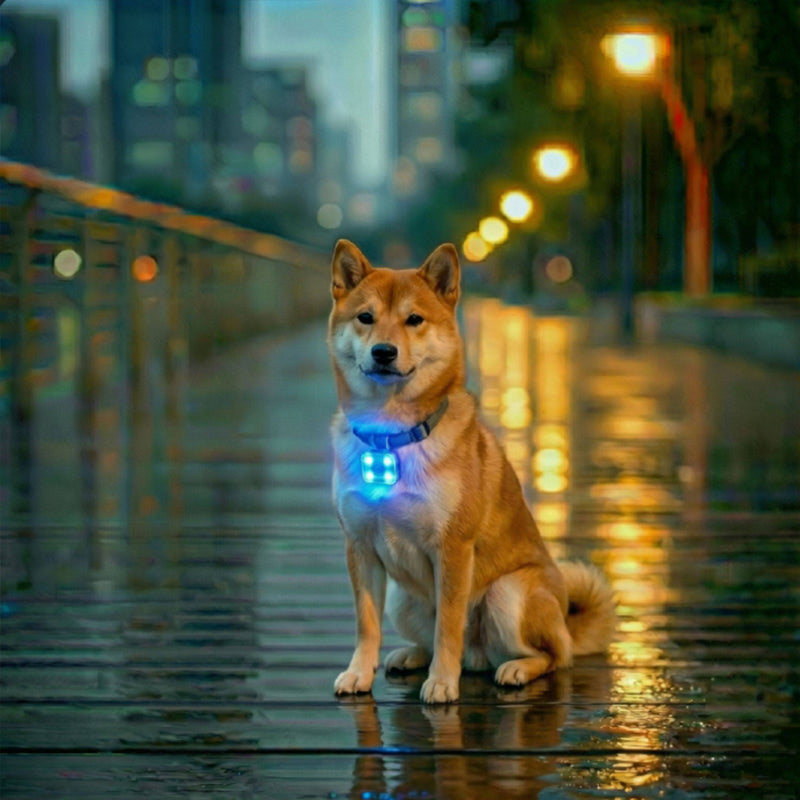 Dog wearing a glowing blue LED pet light on a city street at night