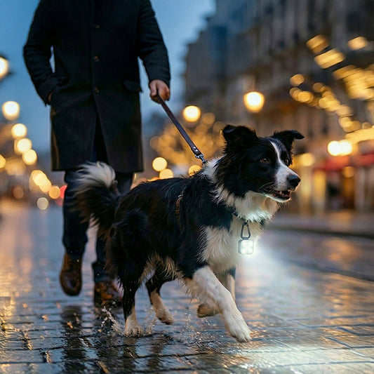 Person walking a dog wearing white LED Light on a leash in an urban setting with blurred lights in the background