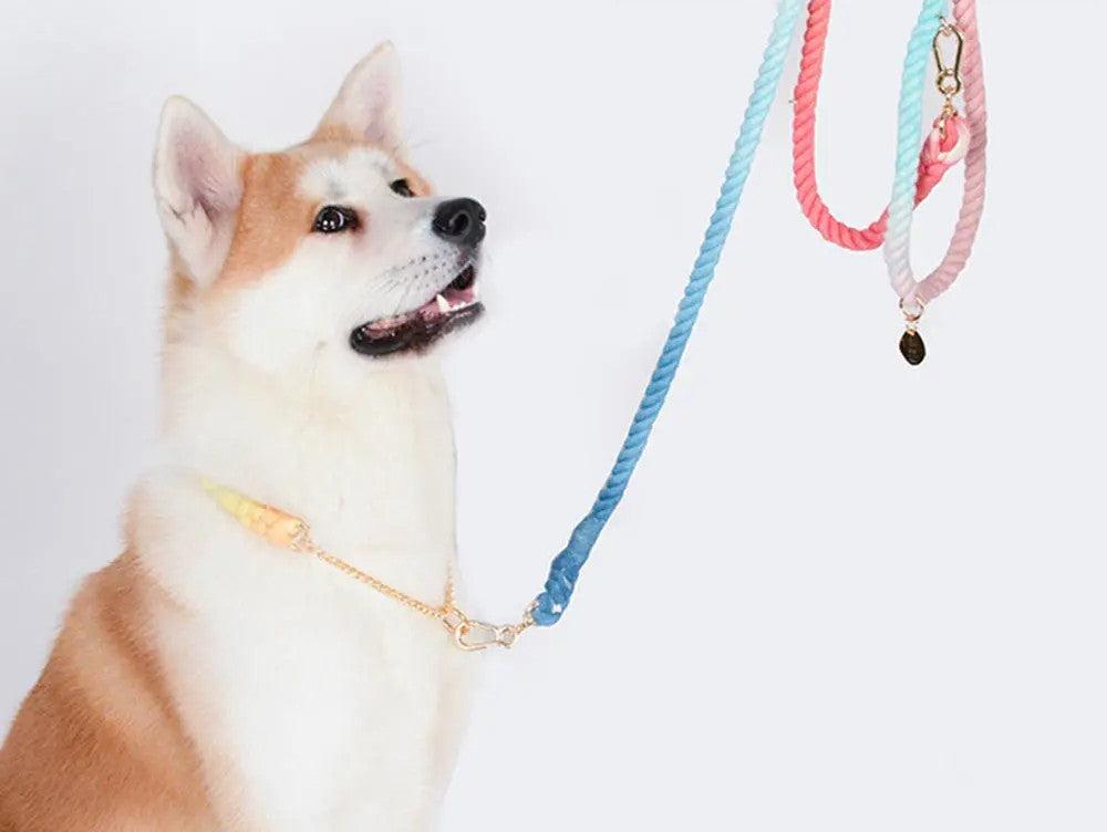Premium Cotton Rope Dog Leash and matching cotton rope dog collar on a dog during an outdoor walk