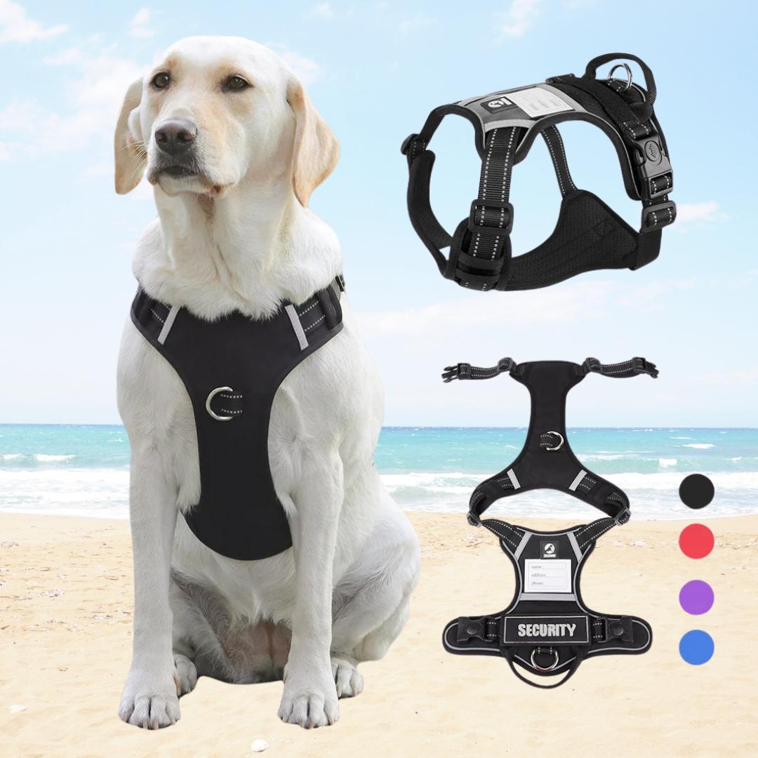 Large breed wearing anti-escape harness outdoors